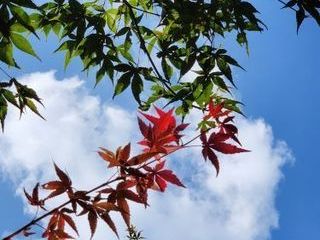 [포토] ' 가을이 오는 소리! '