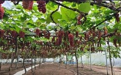 대전시, 씨 없는 포도‘델라웨어’전국 첫 출하