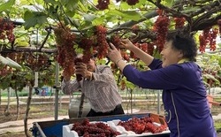 씨 없는 ‘델라웨어’ 포도 대전서 전국 첫 출하... 동구 대별동 송일구 농가서 조기 출하로 봄 시장 선점