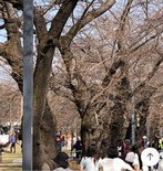 (기획) 벚꽃 없어 ’벚나무축제’ 걱정 