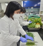 대전보건환경연구원, 봄철 농산물 안전성 ‘양호’ 검사 결과 99.1% 적합... 부적합 2건 즉시 폐기