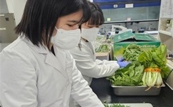 대전보건환경연구원, 봄철 농산물 안전성 ‘양호’ 검사 결과 99.1% 적합... 부적합 2건 즉시 폐기