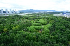 대전시 기후대응숲 3년 동안 축구장 270개 규모 조성... 미세먼지 경보발령 80% 급감 