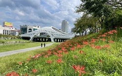 선화교·대흥교 하천변 1.1㎞ 붉은 물결 꽃무릇 활짝