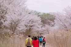 금산 보곡산골 산벚꽃축제 4월 6일 개최