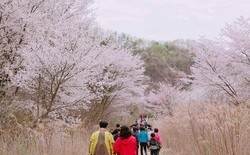 금산 보곡산골 산벚꽃축제 4월 6일 개최