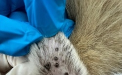 대전보건환경연, 진드기 연구성과 국제적 우수성 입증